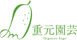 熊本のキュウリ農家｜重元園芸